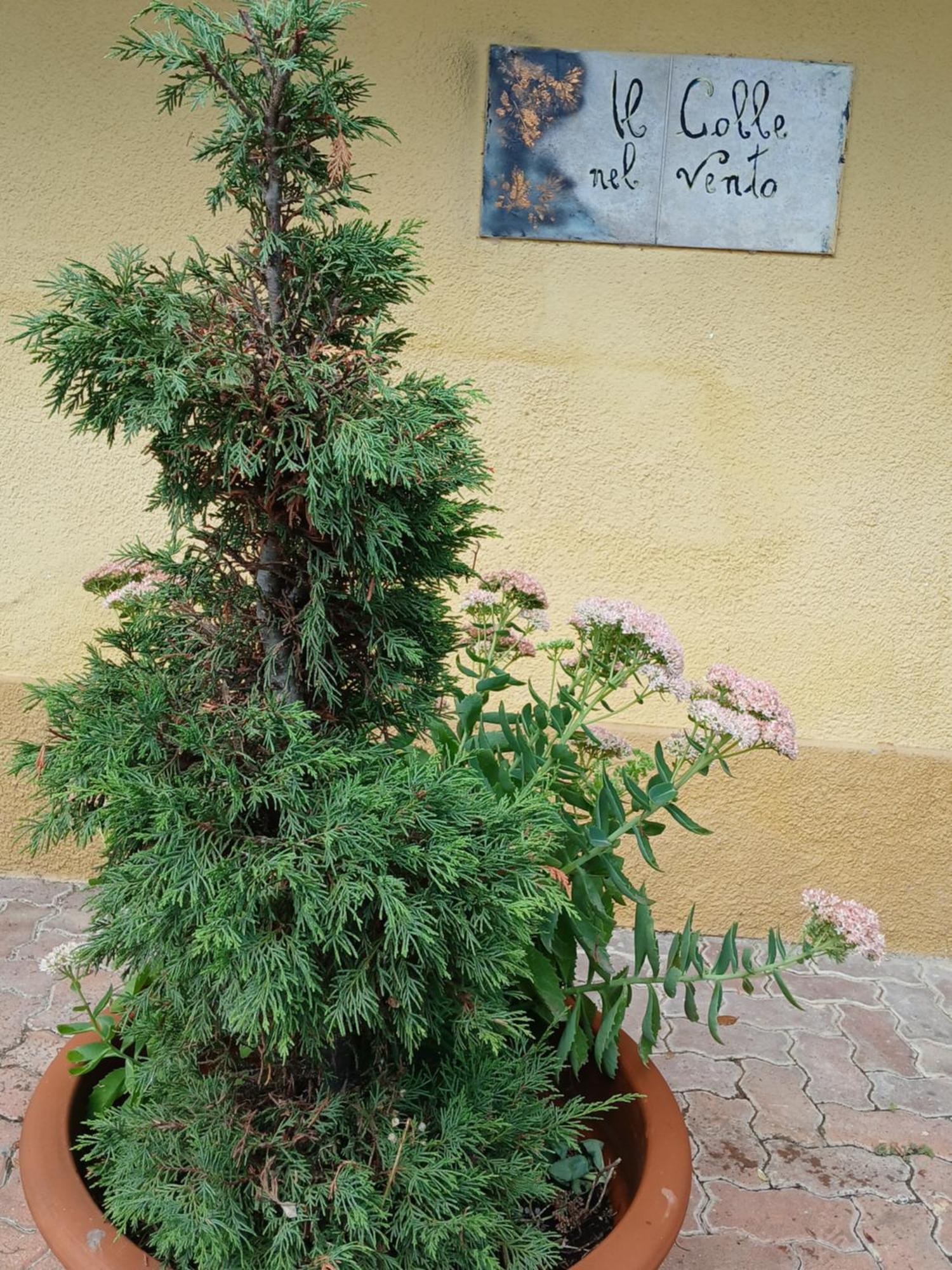 Casa Vacanza Il Colle Del Vento Calosso Esterno foto